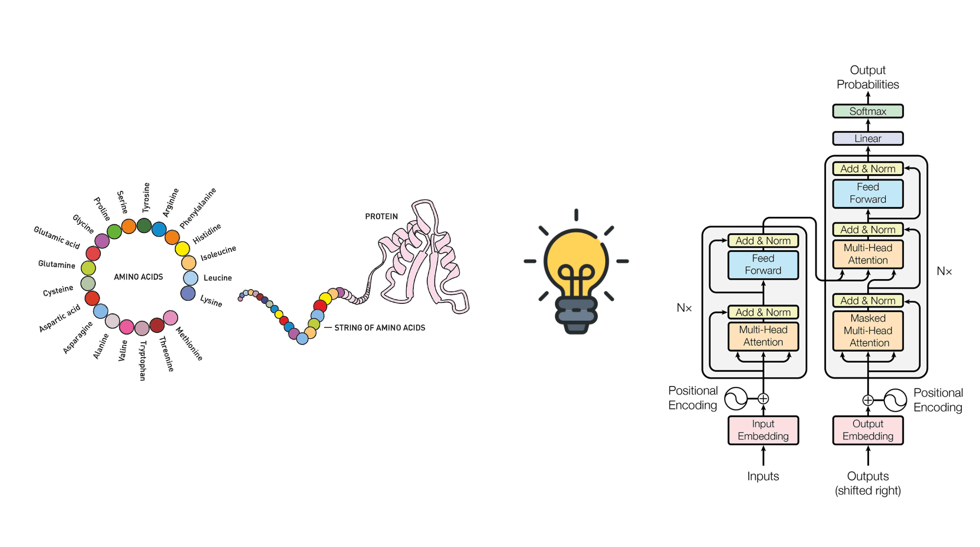 Left: a protein as a string of amino acids. Right: the Transformer architecture — the analogy between representing proteins and AI algorithms.